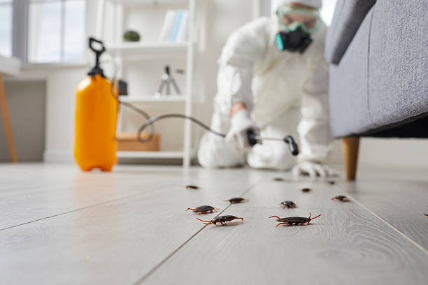 Post-Treatment Bed Bug Interceptor Monitoring in Tenino